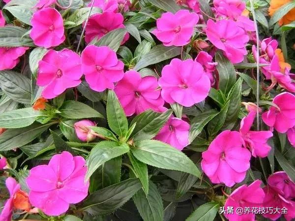 凤仙花幼苗长白毛怎么回事,新几内亚凤仙花的病虫害