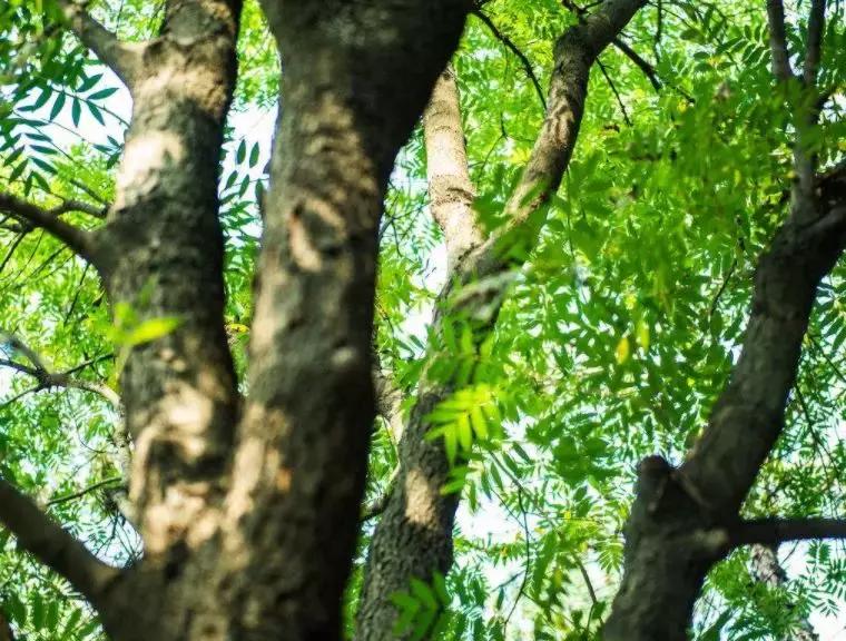 你知道什么叫木匠吗,你知道什么是榉木吗