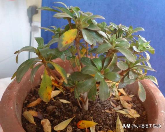 绿植叶子发蔫怎么回事,绿植叶片耷拉发蔫