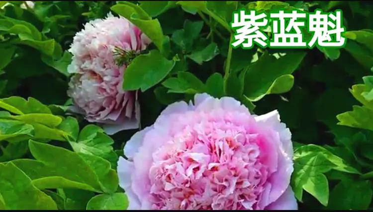 雍容华贵的国之牡丹惊艳了世界,美丽富贵的国花洛阳牡丹