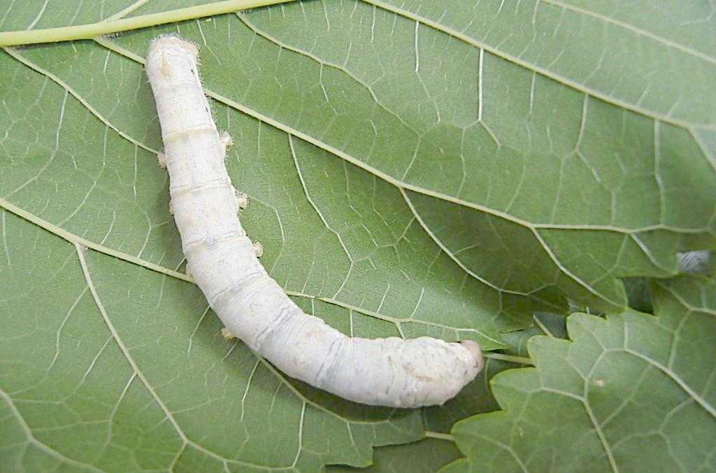 养蚕记完整版,养蚕记全集