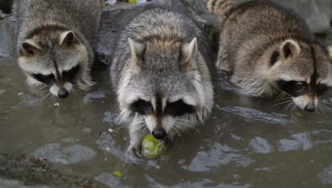 南京动物海洋馆,海洋动物主题公园