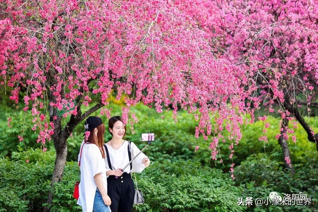 河南洛阳发布最新通知,洛阳牡丹花会向全世界发出邀请