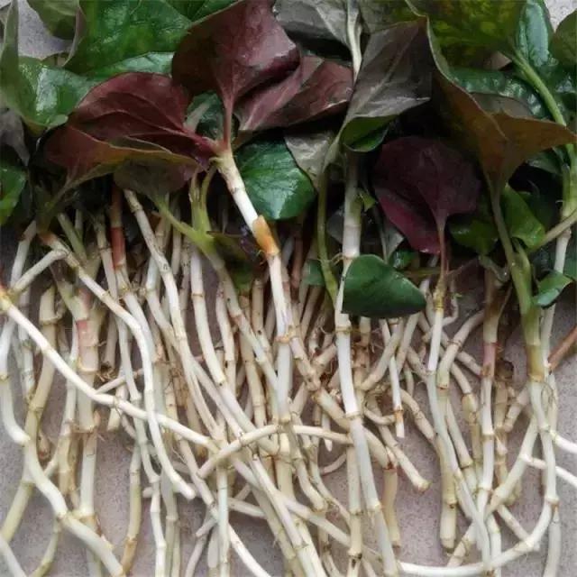 贵州美食折耳根味道,贵州折耳根麻辣味好吃还是烤肉味