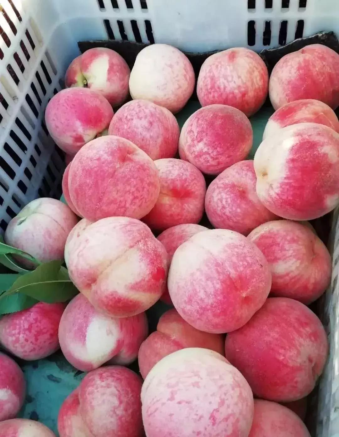 山东7月份有哪些水果可以采摘,山东10月份有什么水果可以采摘