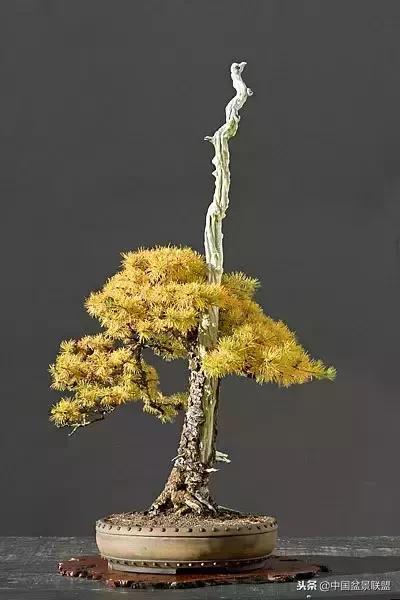 舍利干的历史,舍利干盆景图