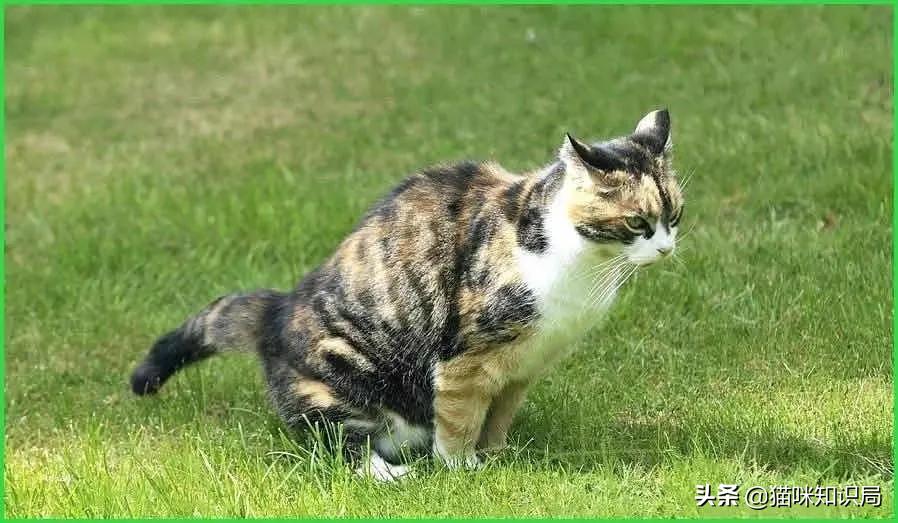 猫咪乱尿是泌尿系统出问题了吗,猫咪从不乱尿突然乱拉咋回事