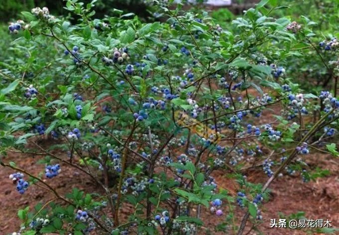 云南省国家一级保护植物图片,国家保护的植物蓝树