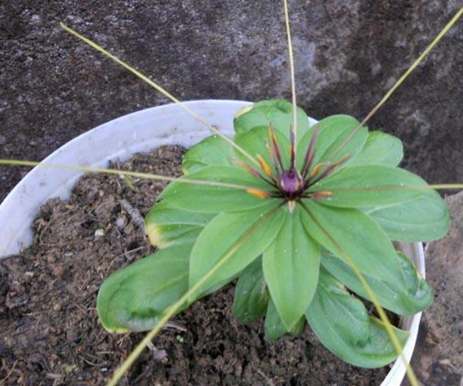 不起眼的1种野草,野草七叶一枝花图片