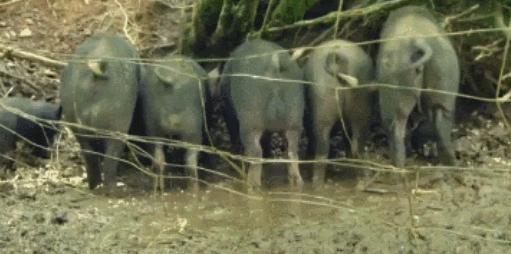 隐居深山30年以种地为生,隐居深山生活养动物