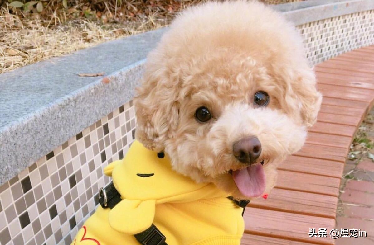 泰迪大便有果冻状粘液是怎么回事,泰迪大便成形带粘液怎么回事