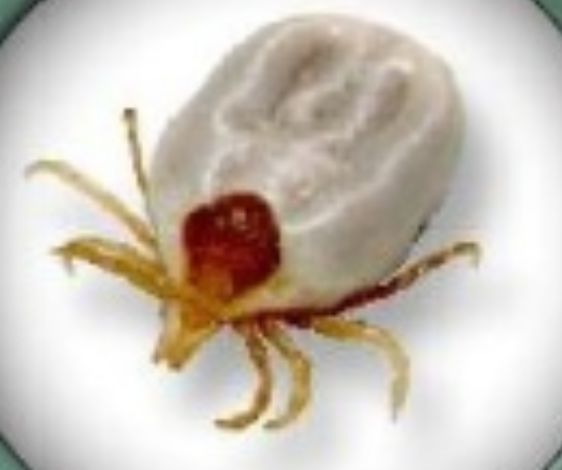 宠物皮肤病用药原则,宠物皮肤病最快治愈良药