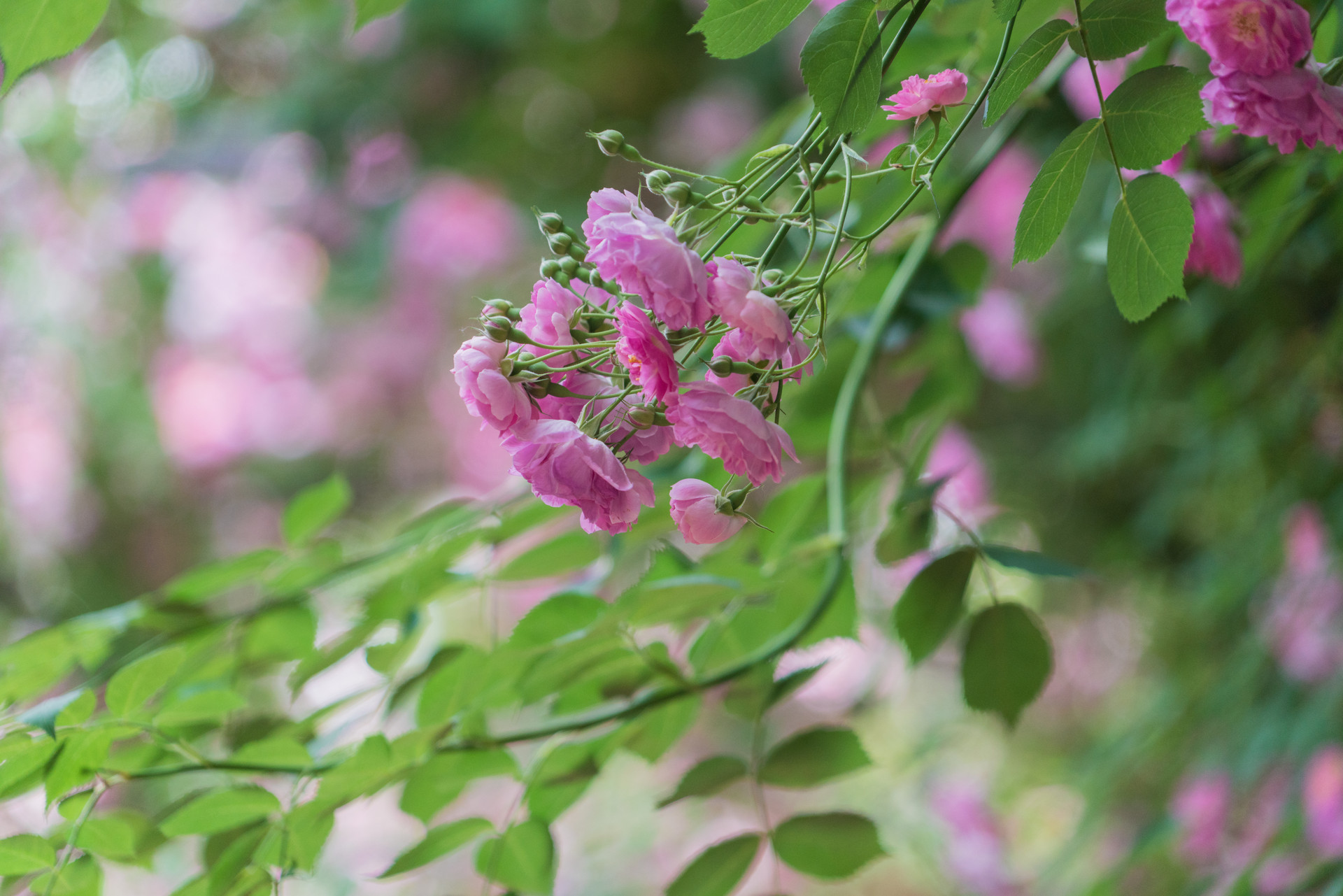 云南除了鲜花饼还有哪些特色,不去云南也能吃上新鲜的鲜花饼