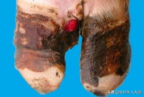 牛蹄瘸了的原因,牛脚蹄是什么原因引起的