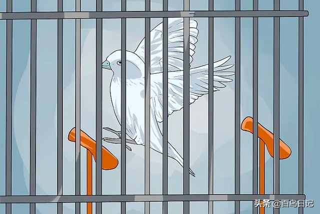 第五十九课：如何理解鸟的肢体语言？