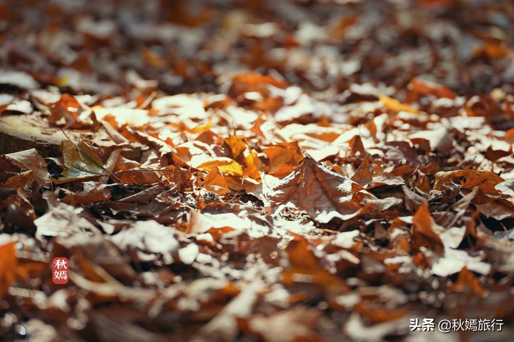 常熟网红枫林秋意盎然，游客络绎不绝，百年老店五道菜肴165元