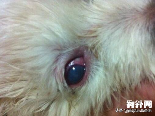 比熊犬有泪痕怎么办,比熊犬泪痕怎么根治
