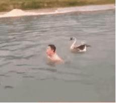 老虎：这是我准备养大吃的，你来凑什么热闹