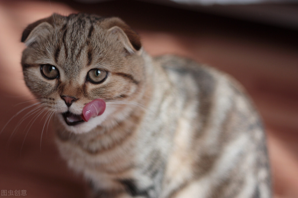 公猫对母猫专一吗,公猫对母猫求爱是什么原因