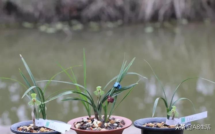 每日一品～中国兰花～春兰茗品～美芬荷