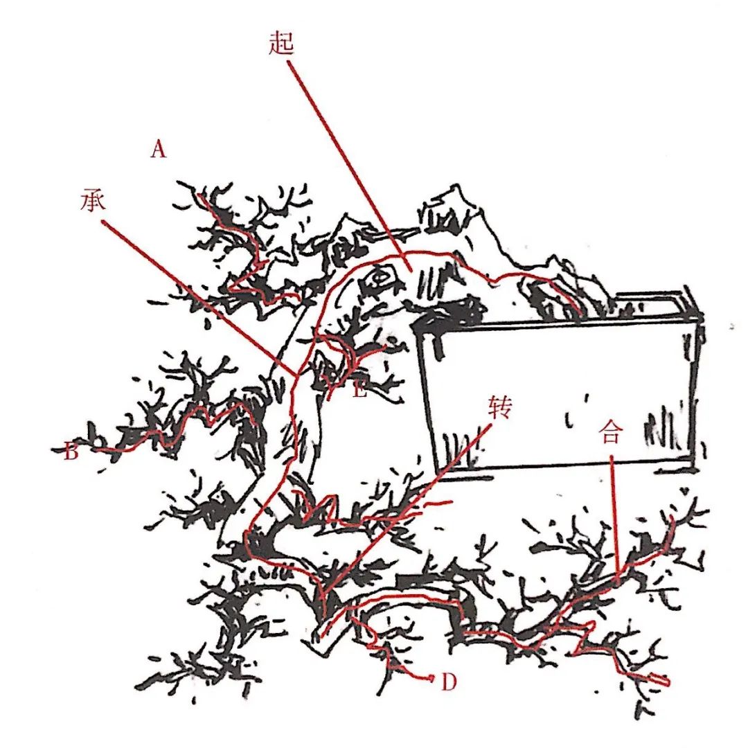 新手榆树盆景造型设计,榆树盆景造型设计教程