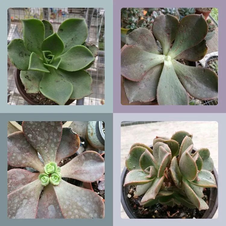 适合从小养到大的多肉,由小到大由浅入深