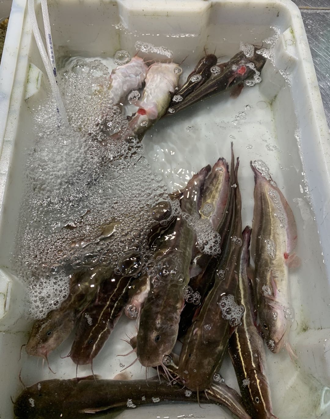 去北海在哪里买海鲜比较划算,北海的海鲜便宜还是防城港的便宜