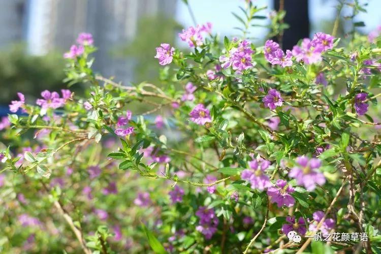 细叶萼距花耐寒吗,细叶萼距花喜光喜阴