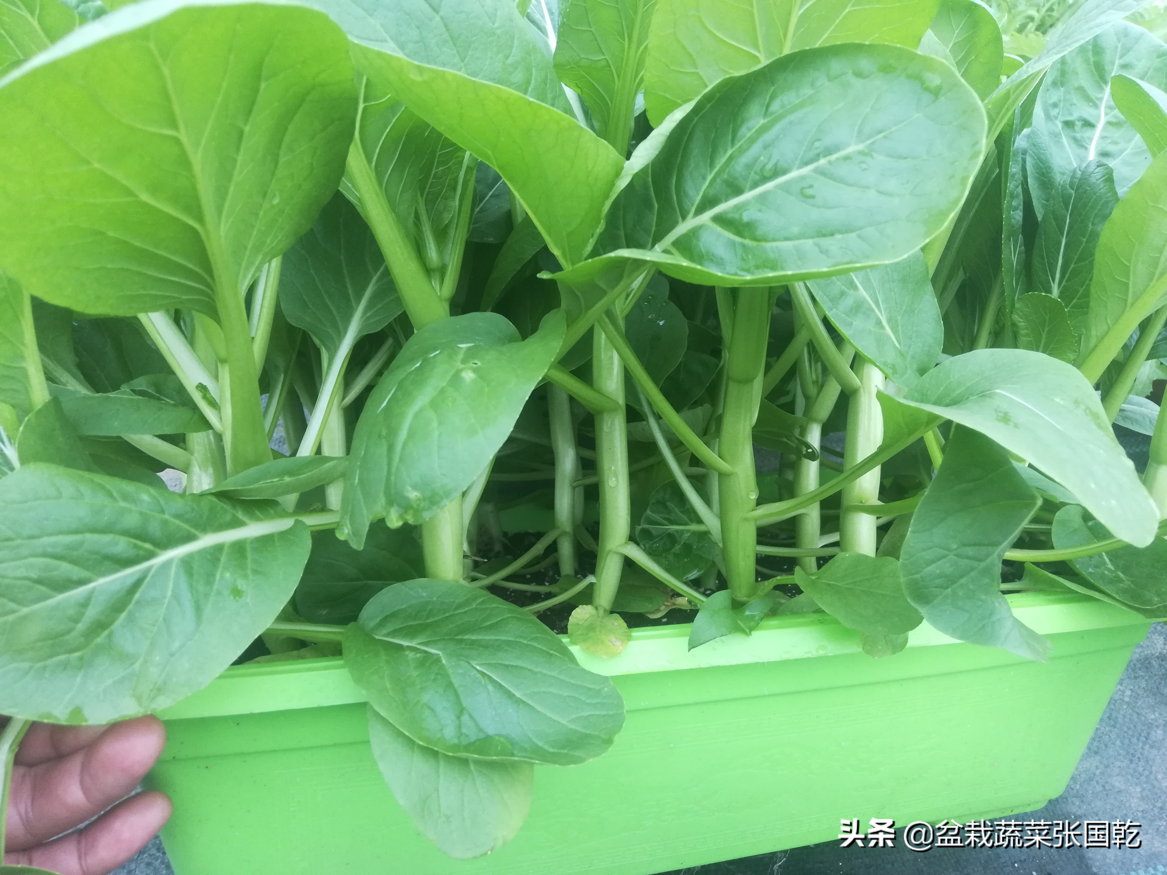 盆栽蔬菜行业现状,蔬菜种植行业分析报告总结