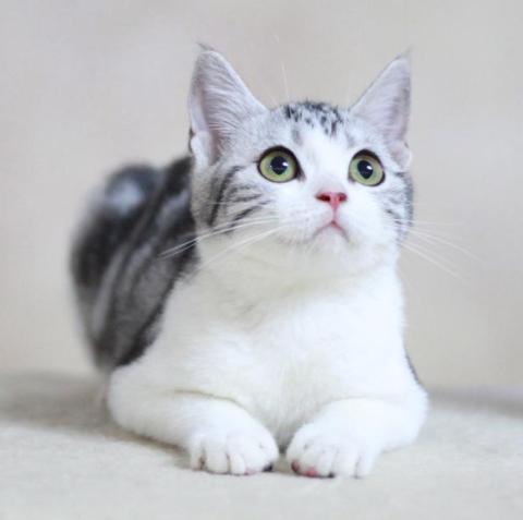 这几类猫会带来好运,对主人忠诚的五种猫