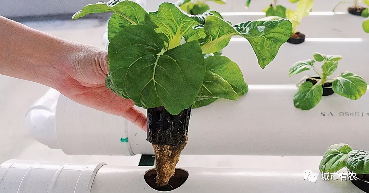 农业大学鱼菜共生技术,鱼菜共生智慧农业