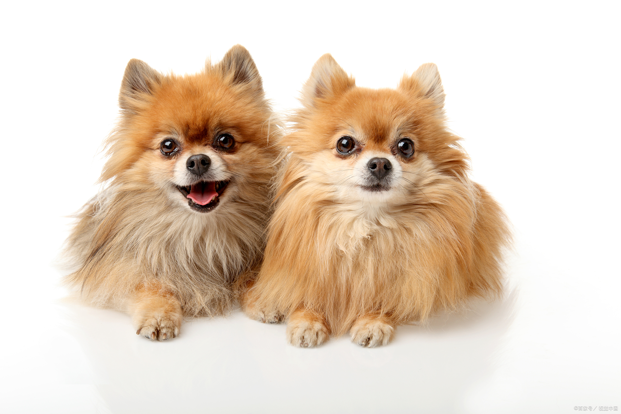 幼犬博美吃什么狗粮好？当然是营养全面，又好消化吸收的狗粮