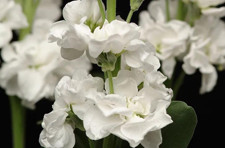 紫罗兰凯斯系列来了！早花百搭带芳香，轻松实现你的切花自由梦