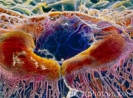 人的眼睛在动物界的水平,人的视力在动物界排名