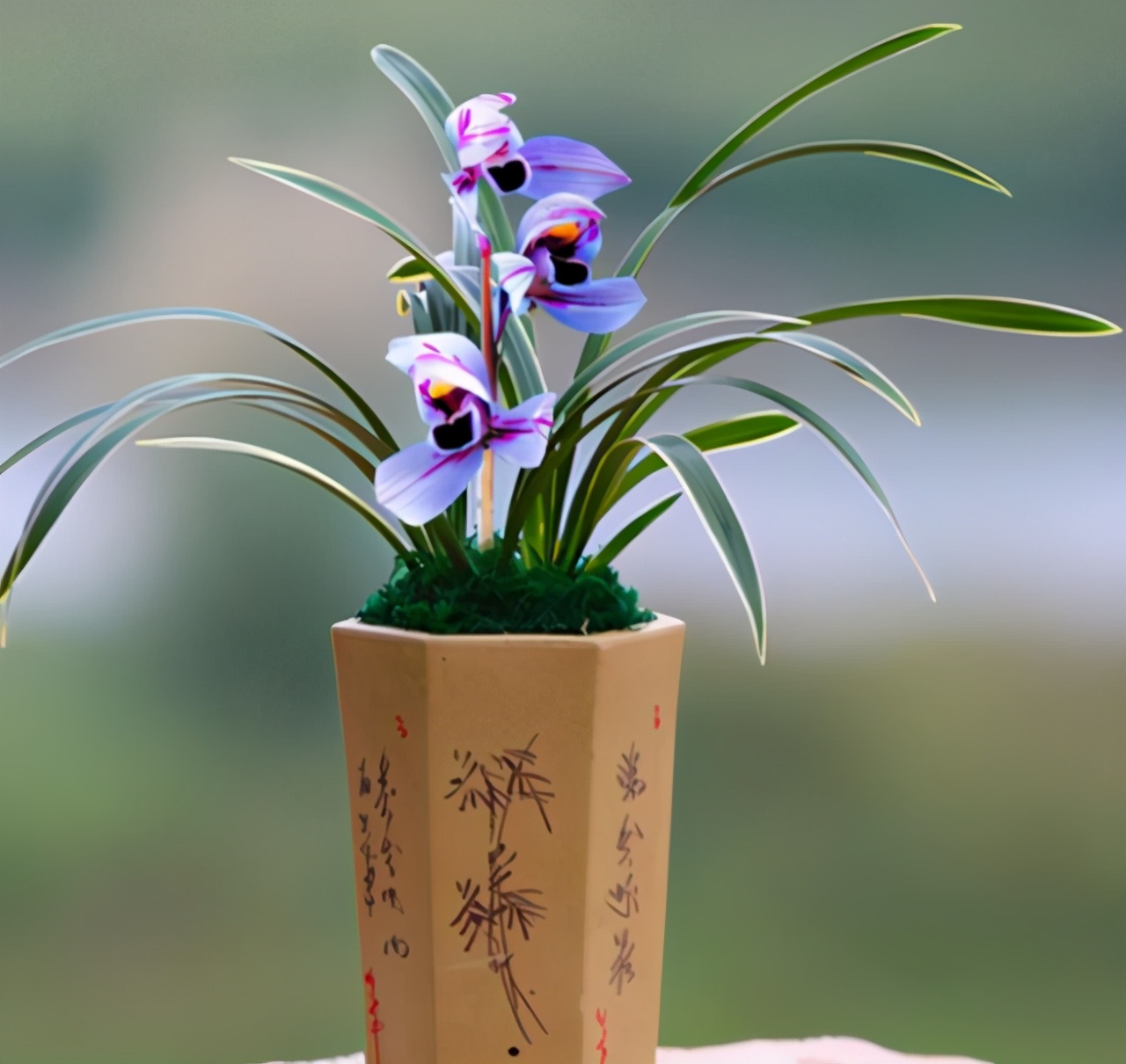 建兰色花“紫月荷”花色神秘冷艳，香味浓郁持久，叶带金边又好养