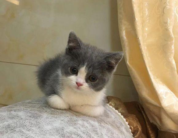 如果你家猫有这七种表现,如果你家猫有以下行为是在养你