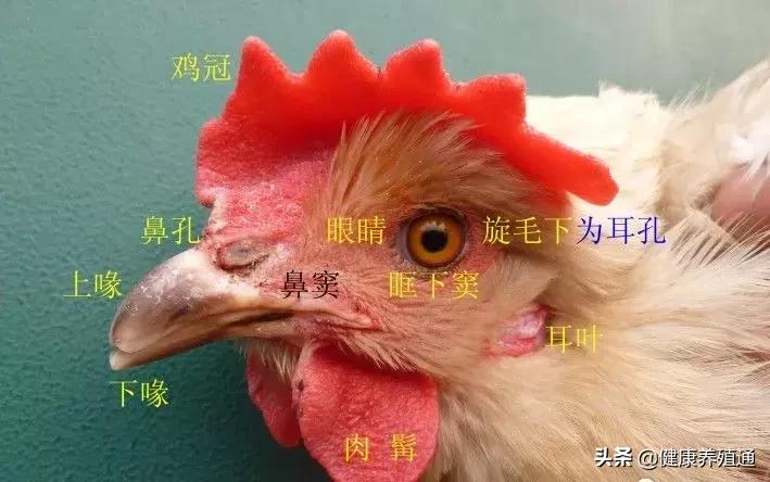 家禽疾病的常用诊断方式有哪些,家禽常见疾病及检测方法书籍