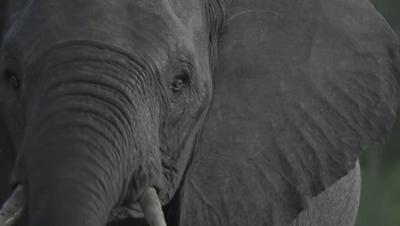 豆瓣netflix电影,bbc地球奇观纪录片