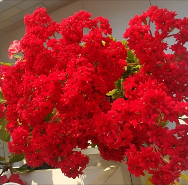 新家种什么盆栽净化空气,家里卧室适合养的盆栽