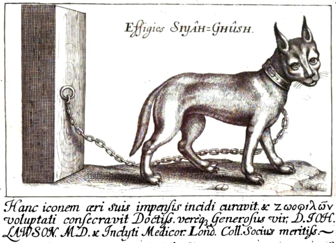 狞猫耳朵非常漂亮会旋转,狞猫的耳朵好可爱