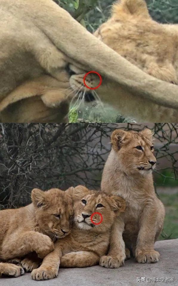 母狮一天发情40次，还追着公狮咬蛋蛋？根本不是这样啊....