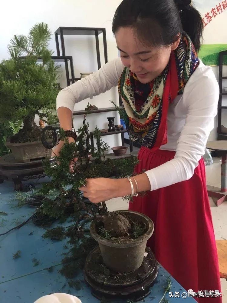 女盆景师丁昕,丁昕盆景