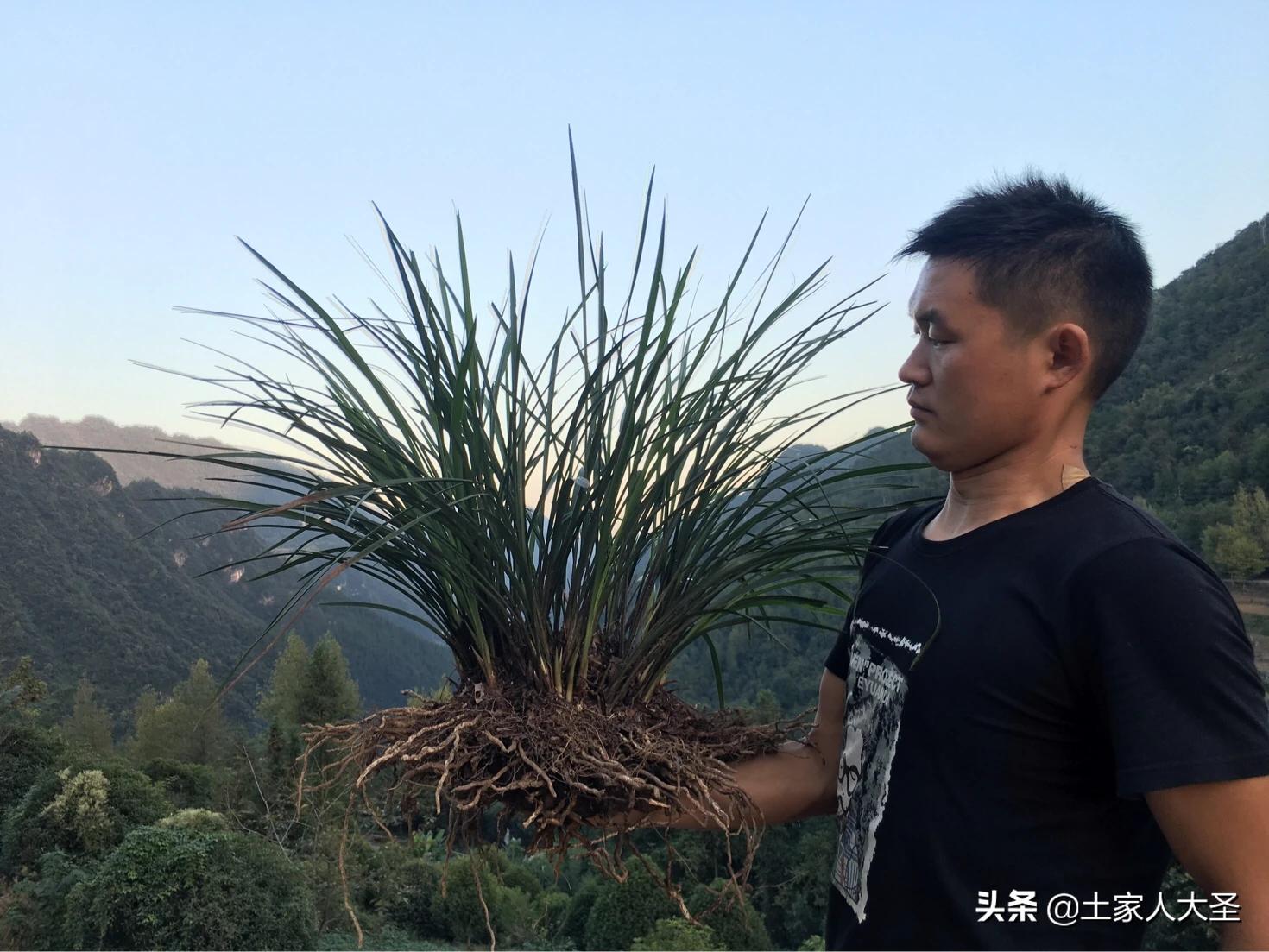 兰花如何引根和如何养根,兰花种植之前要杀菌处理吗