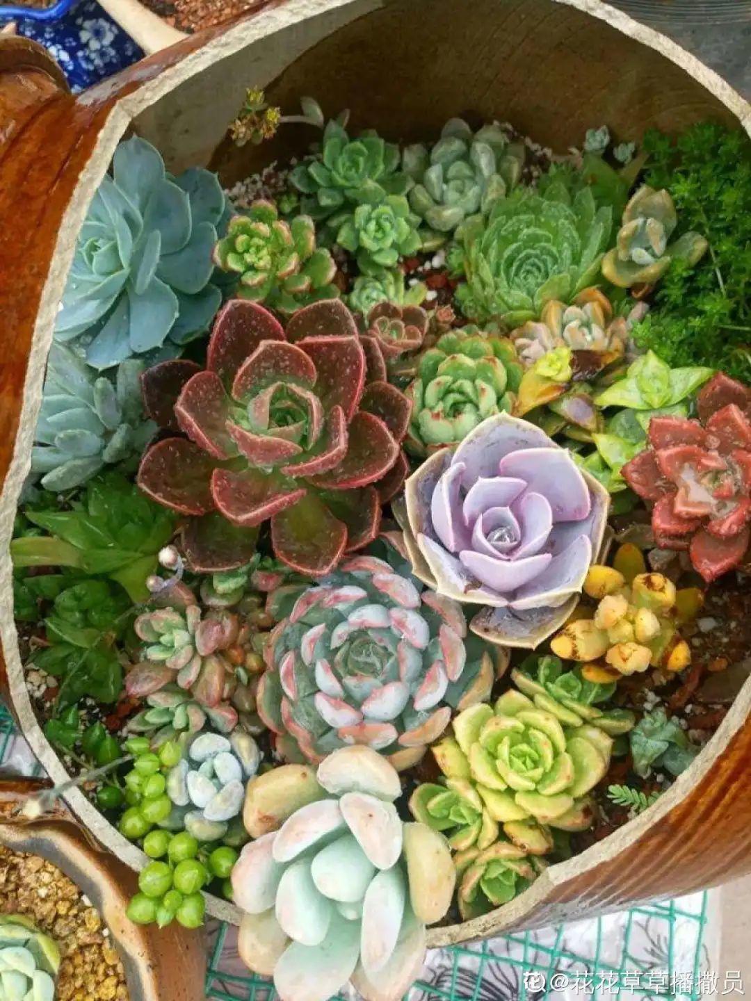 耐养的香水花,种室内香水花