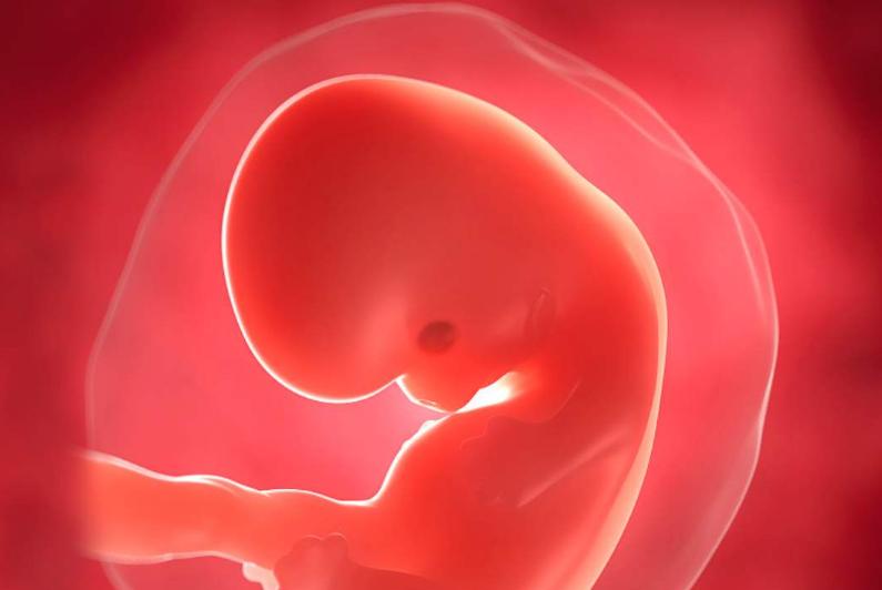 怀孕前三个月如何确定胎儿健康,怀孕前三月怎么判断胎儿发育