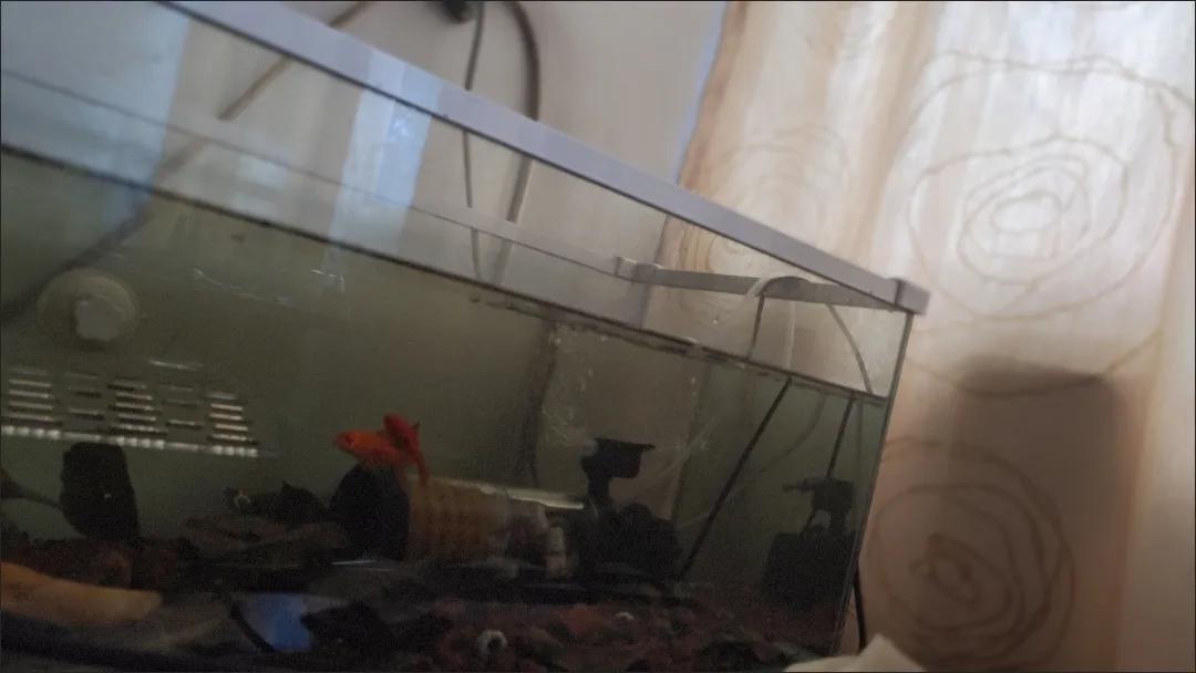 新手养龟建议养什么阶段龟,养龟注意事项和水位