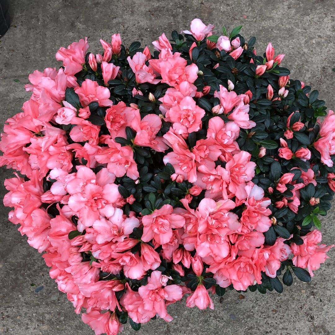 养杜鹃花的妙招,养杜鹃花的知识与技巧简单