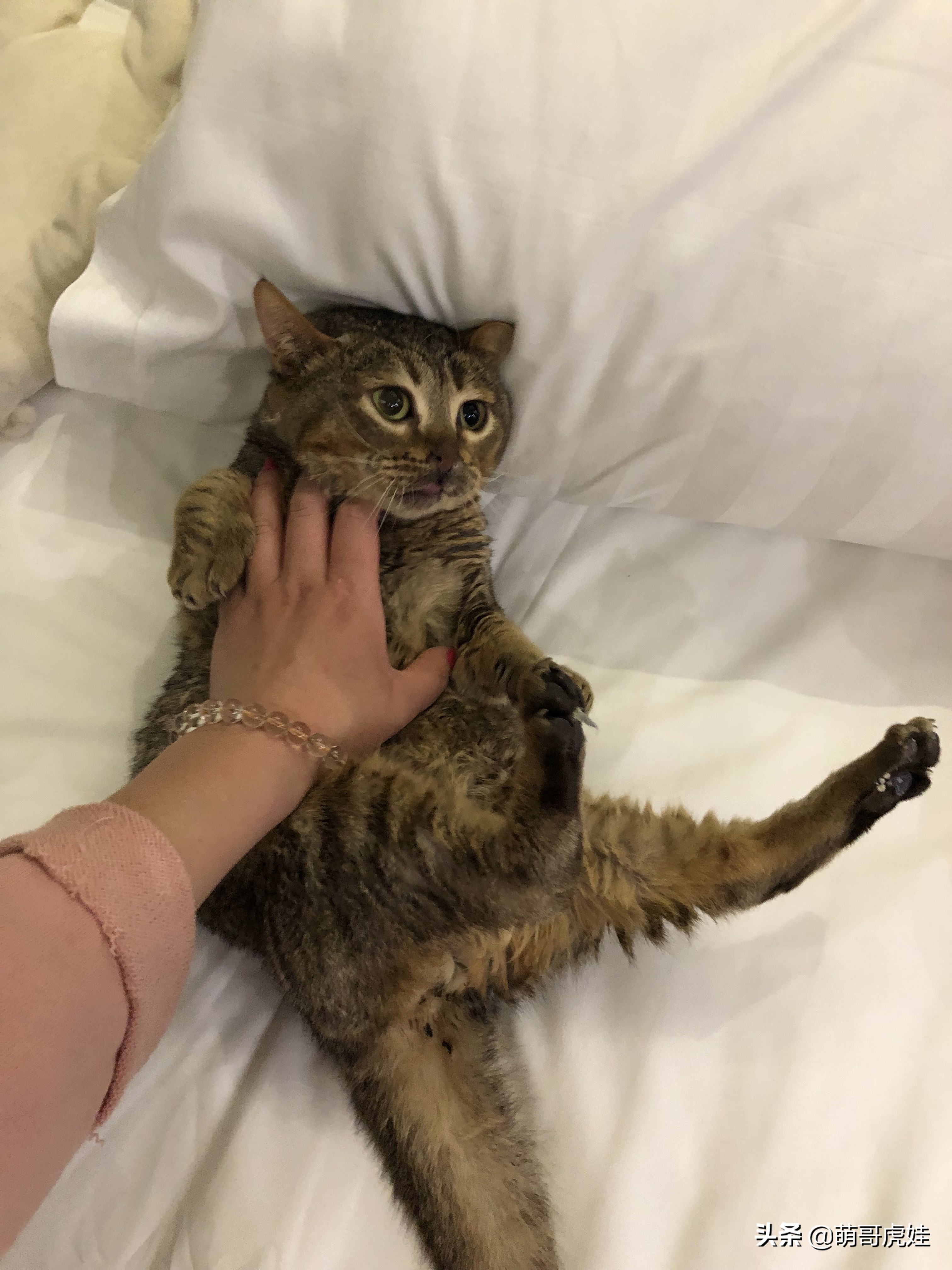 过年不忍心把宠物丢在家，霸气主人带着4只猫狗龟一起出门住酒店