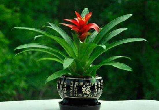 鸿运当头一直不开花是什么原因,鸿运当头怎么不开花