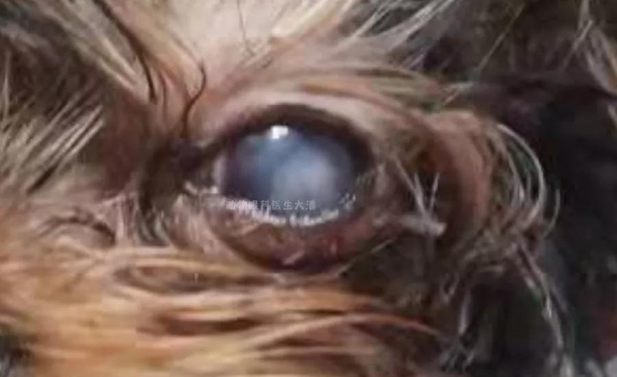 狗狗眼角膜溃疡一般治疗多久能好,狗狗眼角膜水肿与皮肤病有关吗